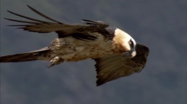 雄鹰展翅翱翔高空盘旋实拍视频素材