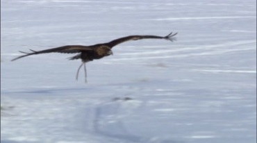 老鹰在雪地里飞翔捕猎视频素材