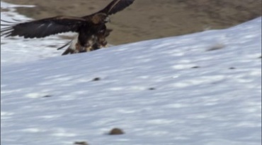 老鹰在雪地里飞翔捕猎视频素材