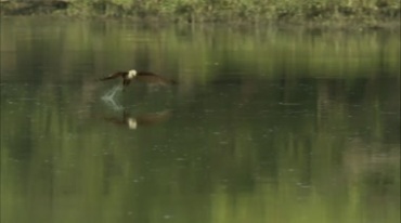 老鹰飞翔点水在水面抓鱼实拍视频素材
