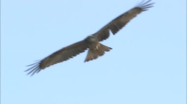 老鹰张开大翅膀高空飞翔实拍视频素材