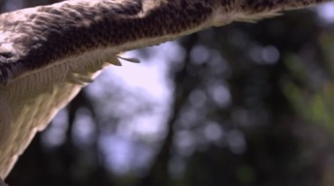 猫头鹰展翅起飞翅膀羽毛特写视频素材