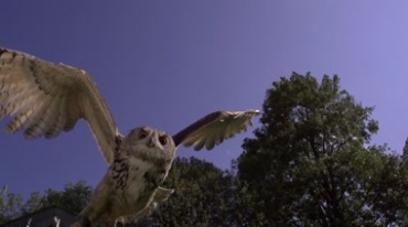 猫头鹰展翅起飞翅膀羽毛特写视频素材