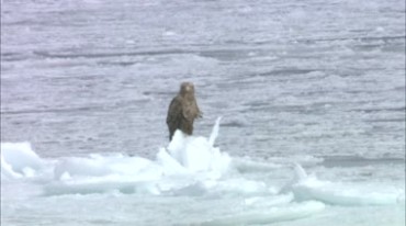 水中冰雪融化孤岛老鹰站立和飞翔实拍视频素材