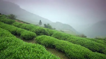 茶园风景茶山风光镜头实拍视频素材