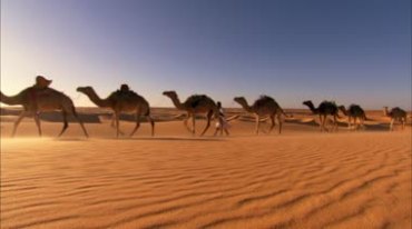 骆驼队伍商队运输驼队实拍视频素材