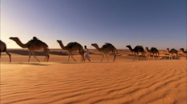 骆驼队伍商队运输驼队实拍视频素材