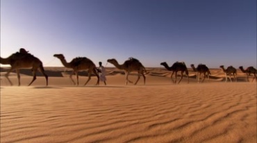 骆驼队伍商队沙漠行走运输视频素材