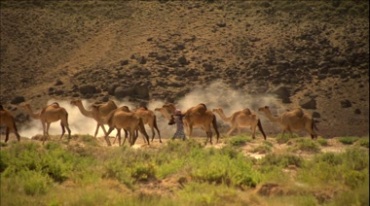 骆驼队放牧行走视频素材