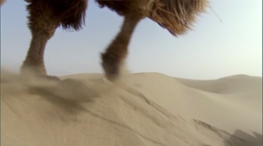 骆驼在沙漠中行走，腿脚埋到沙子视频素材