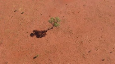 孤独的一棵小树俯拍旋转效果视频素材