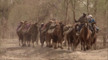 沙漠风沙牧民骑行骆驼到水源地喝水视频素材