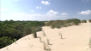 沙漠治理绿化绿洲植物覆盖茂盛视频素材