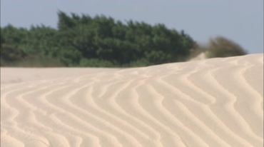 沙漠绿洲植物植被实拍视频素材