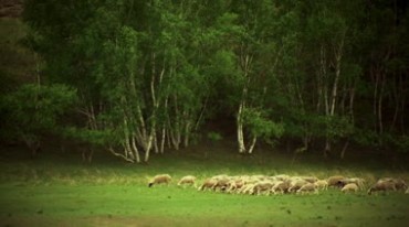 唯美草原牧羊牧民放羊马群草原风光实拍视频素材