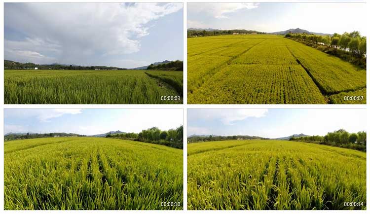 绿油油稻田水稻之乡稻谷丰收宣传航拍视频素材