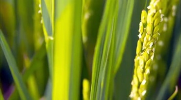 水稻田地开花期稻田特写实拍视频素材