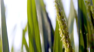 水稻田地开花期稻田特写实拍视频素材