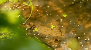 水稻田地开花期稻田特写实拍视频素材