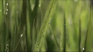 水稻田农田颗粒饱满田野农业实拍视频素材