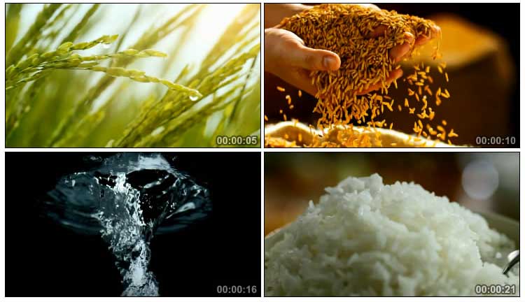 绿色有机农业大米稻田稻谷手捧米粒香喷喷米饭广告片视频素材
