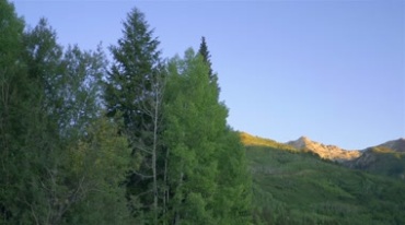 山坡树林绿树太阳光照射位移实拍视频素材