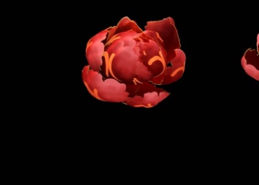 红牡丹花慢慢绽放开花动画过程黑屏抠像特效视频素材