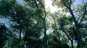4K树林中阳光透过树枝仰拍镜头视频素材