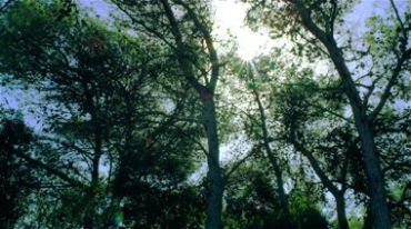 4K树林中阳光透过树枝仰拍镜头视频素材