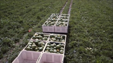 拖拉机田地里运西瓜实拍视频素材