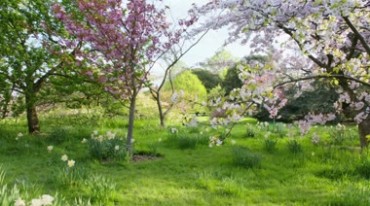 公园绿草地开满白花的树木美景视频素材