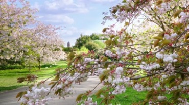 公园绿草地开满白花的树木美景视频素材