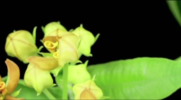 花朵盛开开花绽放过程动画集锦视频素材