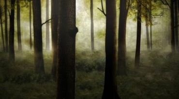 清晨的森林阳光穿透树林唯美Led背景视频素材