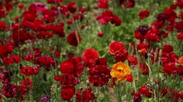 绚丽繁花红色花丛花草地红花满地实拍视频素材