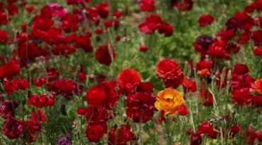 绚丽繁花红色花丛花草地红花满地实拍视频素材