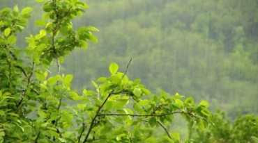 下雨春雨打在树枝绿叶上实拍视频素材