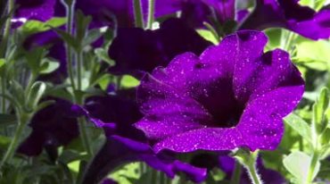 绚丽紫色绽放的花朵带露珠微风摇曳实拍视频素材