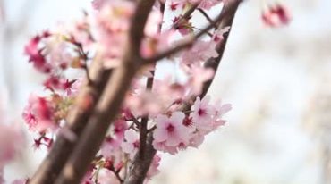 春天美丽樱花实拍视频素材