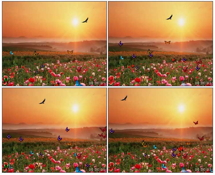鲜花遍野蝴蝶飞舞夕阳西下美丽户外景色视频素材