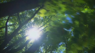 大自然植物昆虫森林风景视频素材