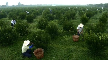 工人在果园采摘柑橘的航拍视频素材
