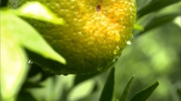工人在果园采摘柑橘的航拍视频素材