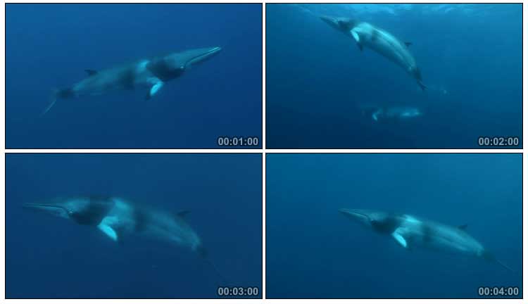 海洋生物深海鲸鱼游弋实拍视频素材