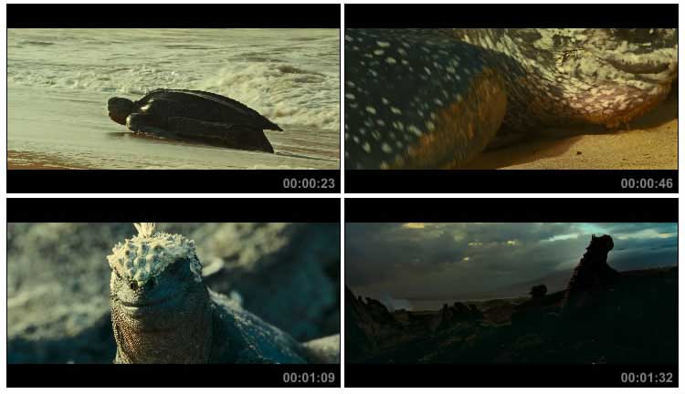 海洋生物海龟蜥蜴动物视频素材