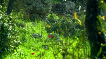 公园里的花草绿油油的小草实拍视频素材
