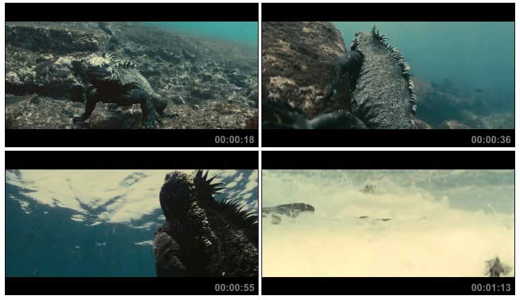 海蜥蜴在大海中潜水爬上海岸实拍视频素材
