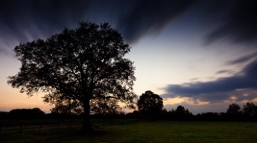 流动的天空与静止的大树风景自然风光延时摄影视频素材