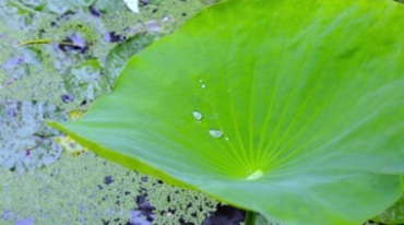 荷叶上滚动的水珠视频素材