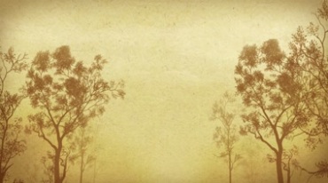 怀旧回忆昏黄迷雾中的树木道路两旁的大树视频素材